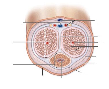 пайвандҳои penile