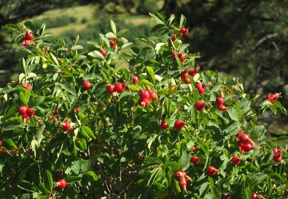 rosehip барои васеъ кардани узв